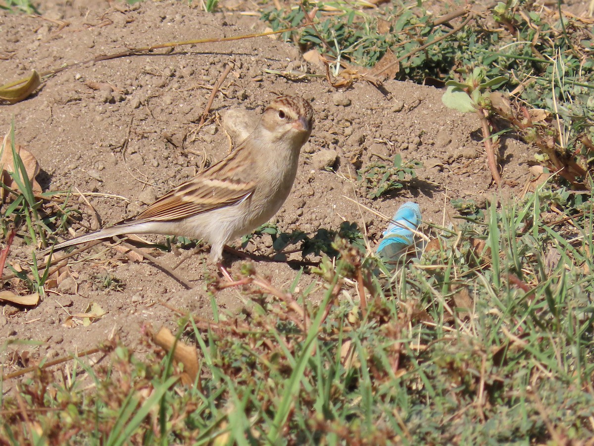 Chipping Sparrow - Joyce Brady