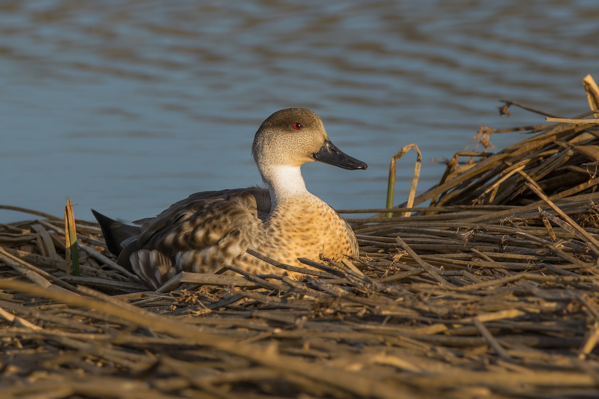 Crested Duck - ML181461161