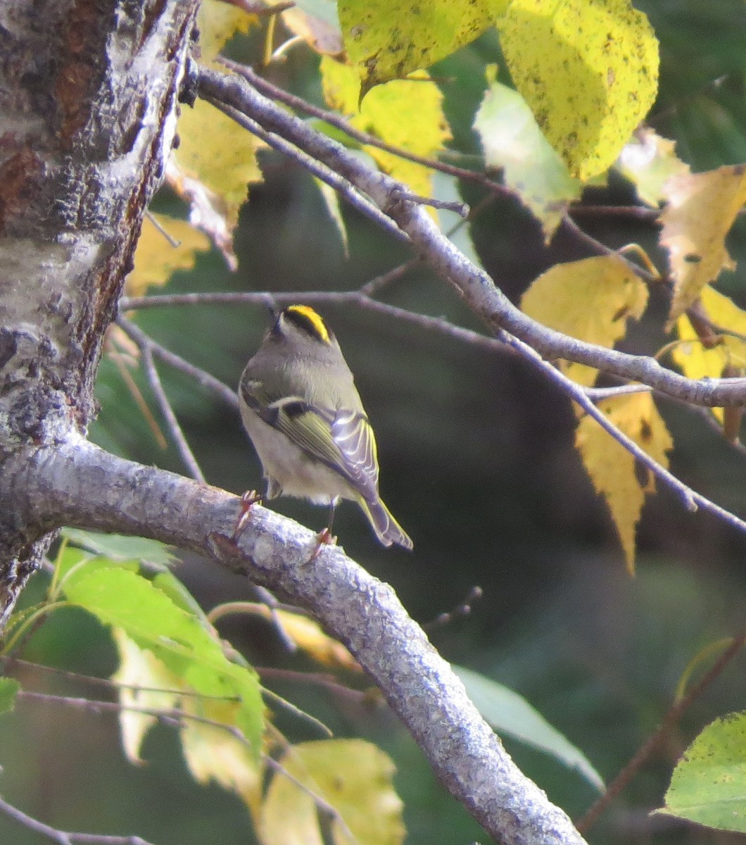 Golden-crowned Kinglet - Jerry Smith