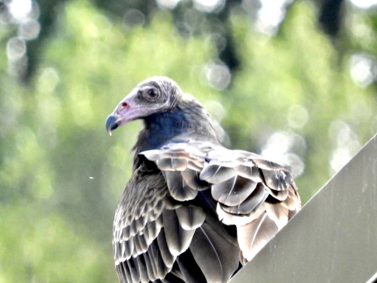 Turkey Vulture - ML181470721