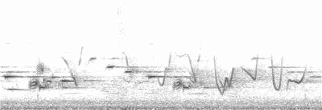 Psophode carillonneur - ML181470861