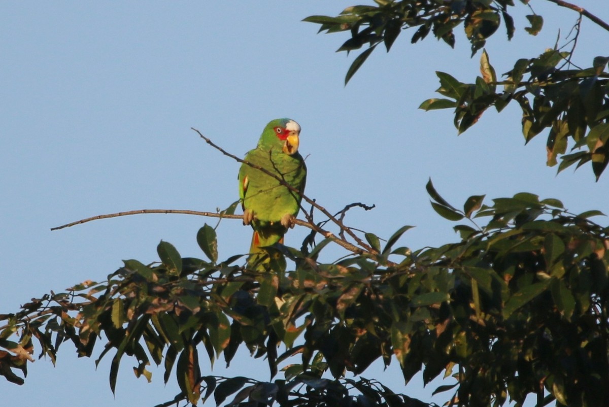 White-fronted Parrot - Suzanne O'Rourke