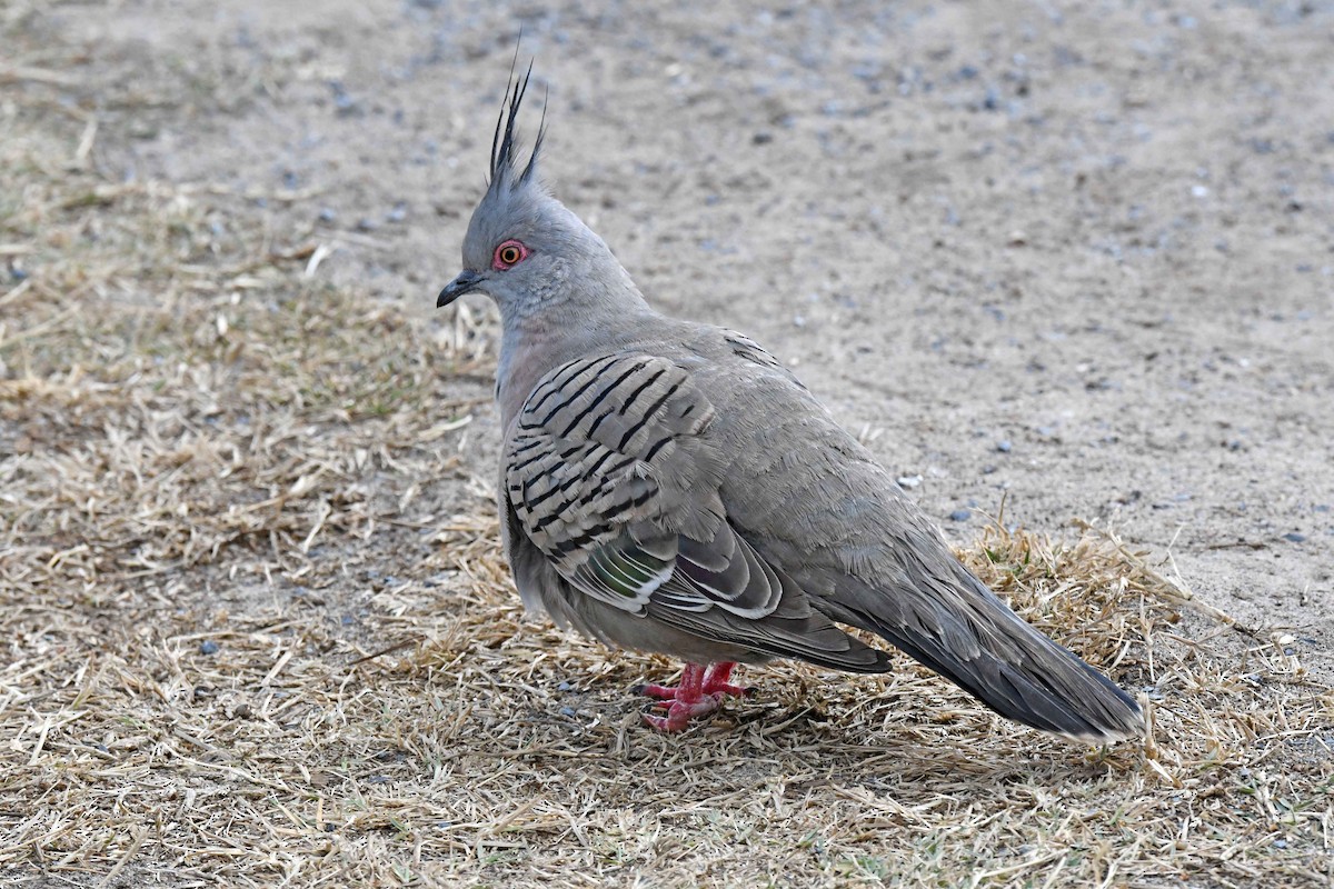Crested Pigeon - ML181479371