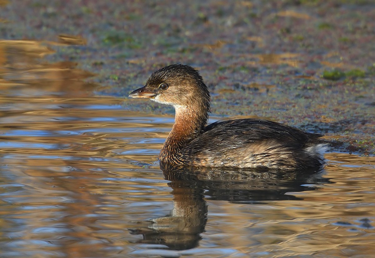 Pied-billed Grebe - Jerry Ting
