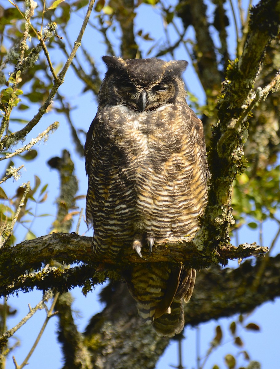 Great Horned Owl - ML181482321