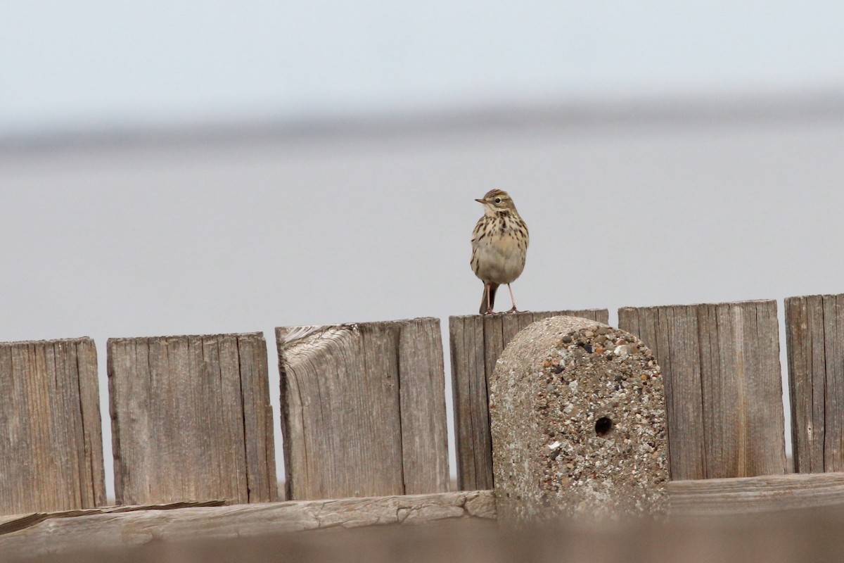 Meadow Pipit - ML181487591