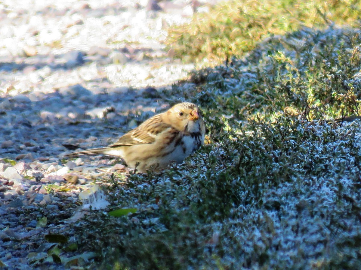 Harris's Sparrow - shawn richmond