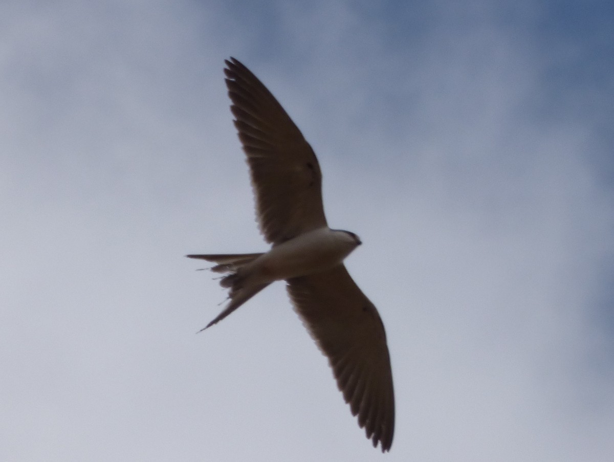 Scissor-tailed Kite - Tony King