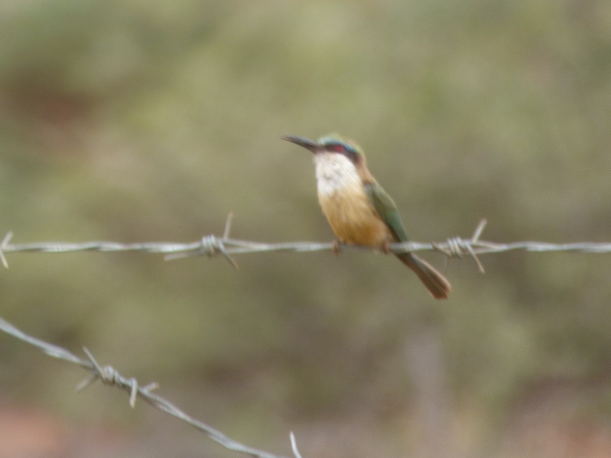 Somali Bee-eater - Tony King