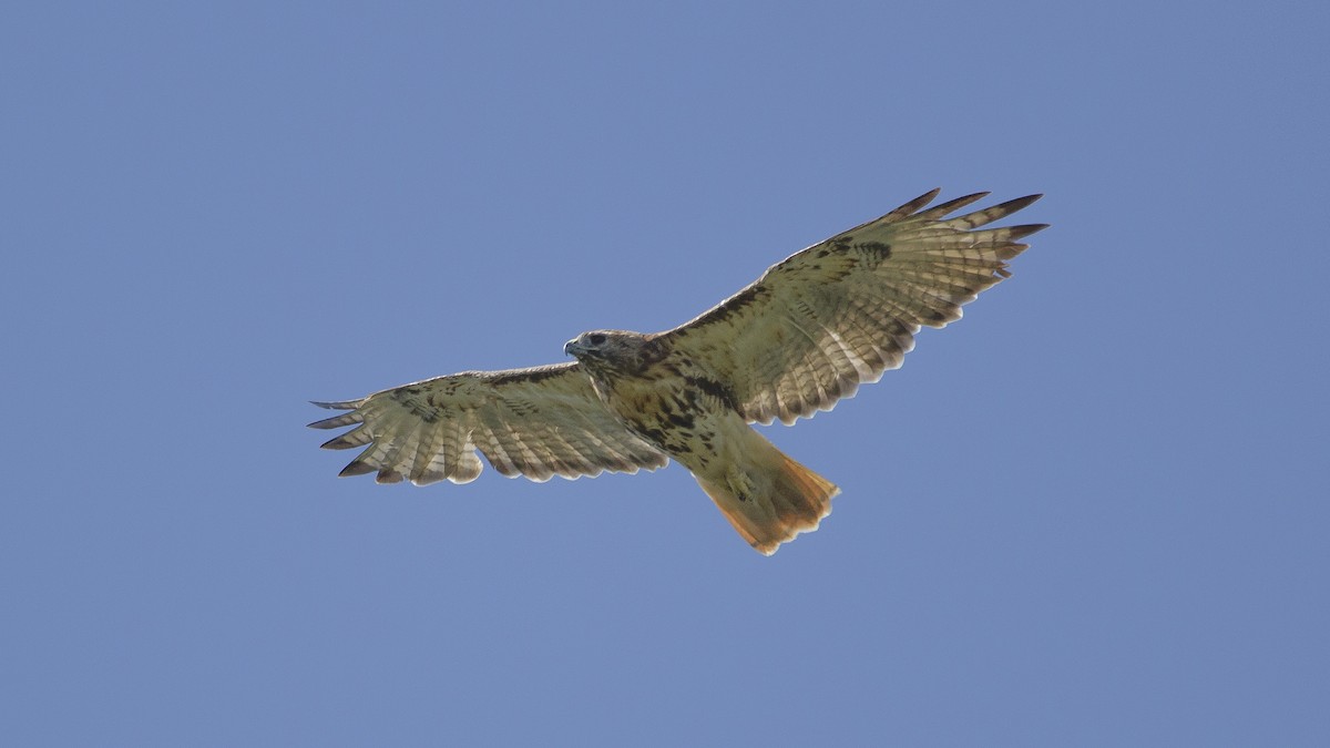 Red-tailed Hawk - AMOL KOKANE