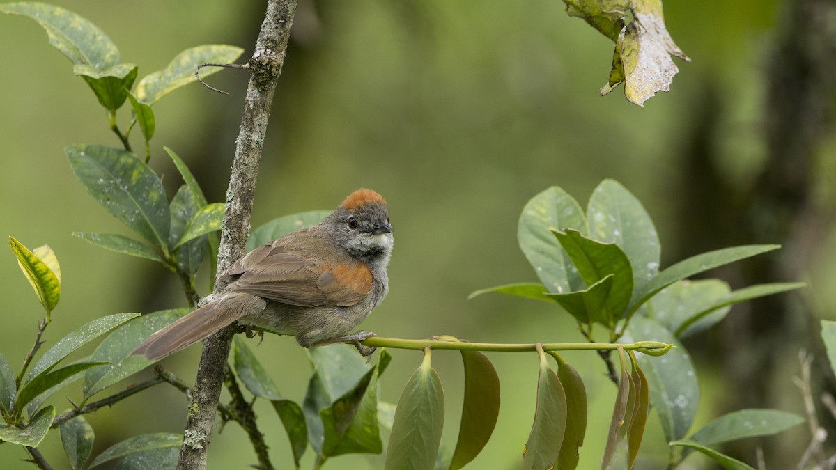 Pale-breasted Spinetail - ML181495721