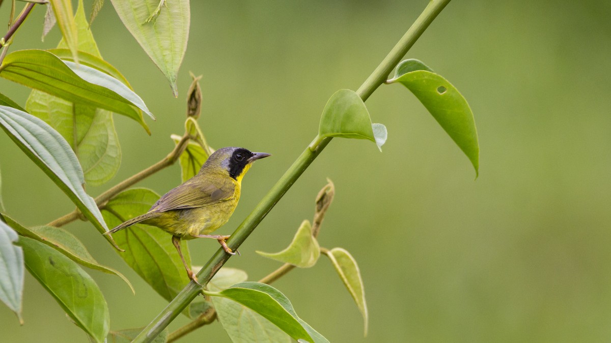 Olive-crowned Yellowthroat - ML181496661