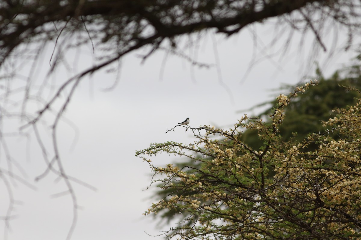 White-tailed Swallow - ML181497391