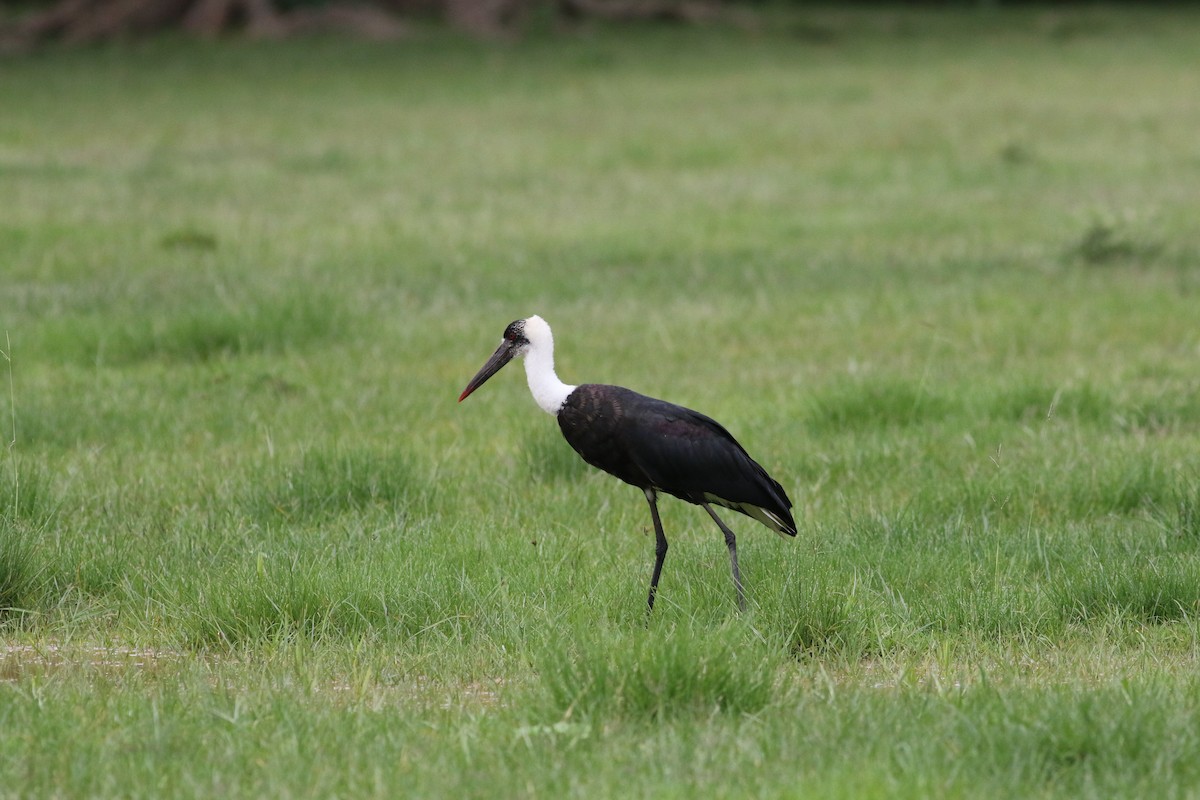 African Woolly-necked Stork - Edward  Brinkley