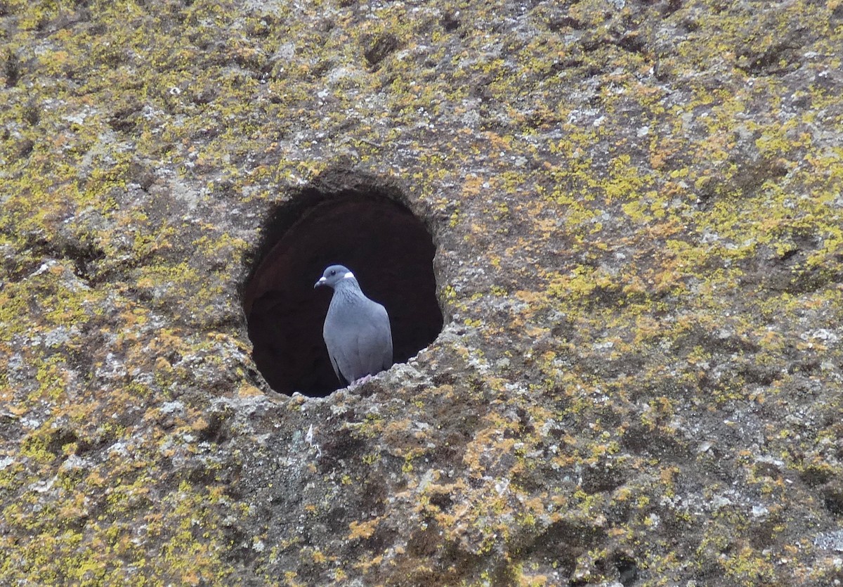 White-collared Pigeon - Edward  Brinkley