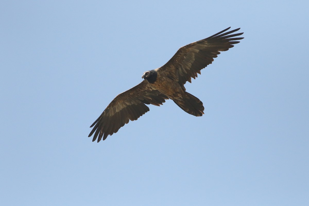 Bearded Vulture (African) - Edward  Brinkley