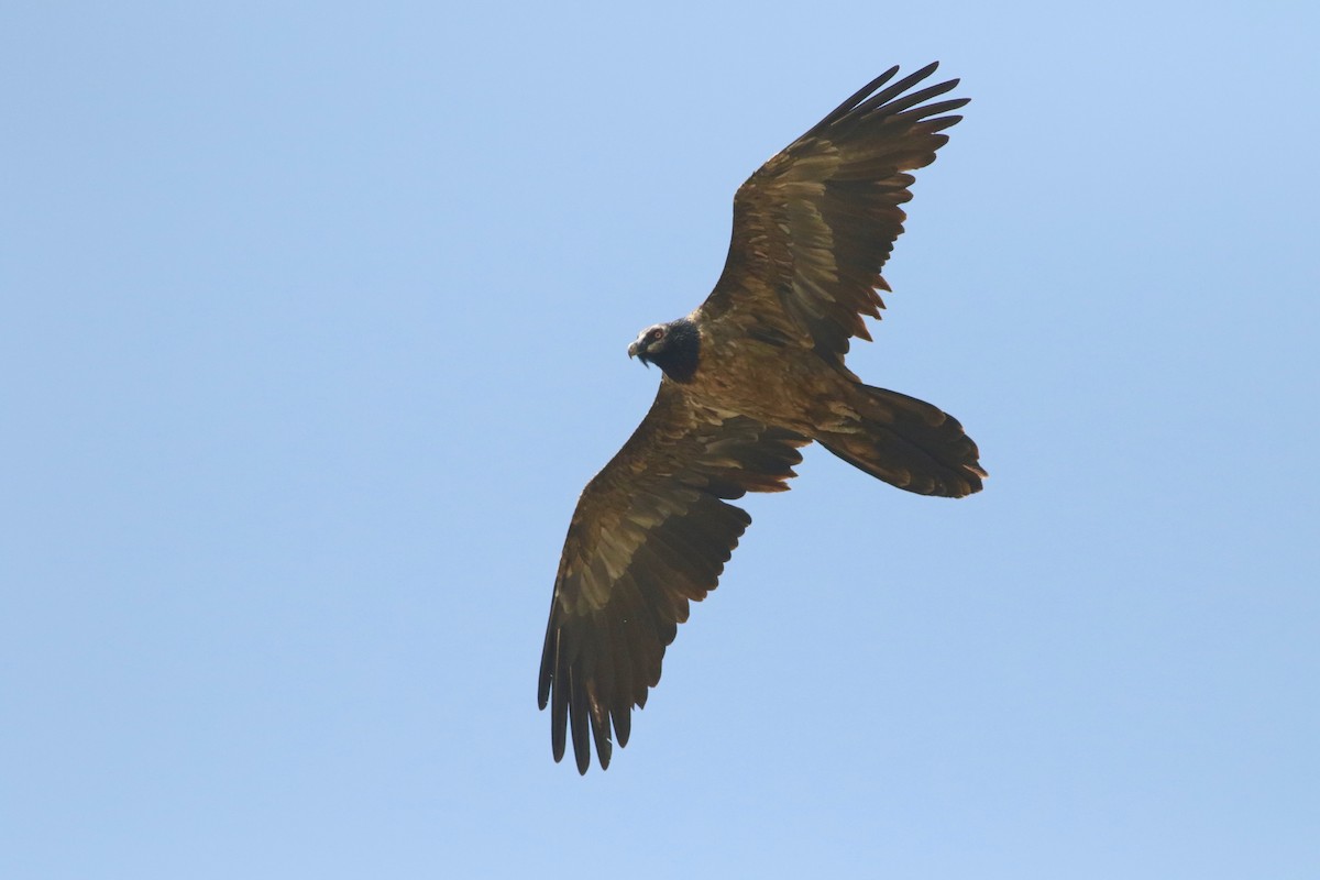 Bearded Vulture (African) - ML181499281
