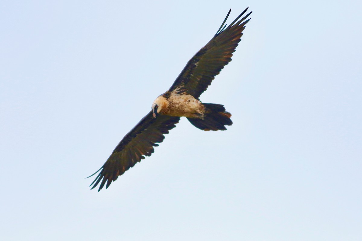 Bearded Vulture (African) - ML181499461