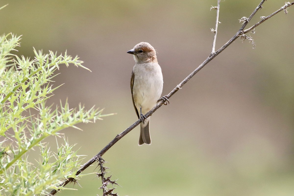 Sahel Bush Sparrow - ML181499971