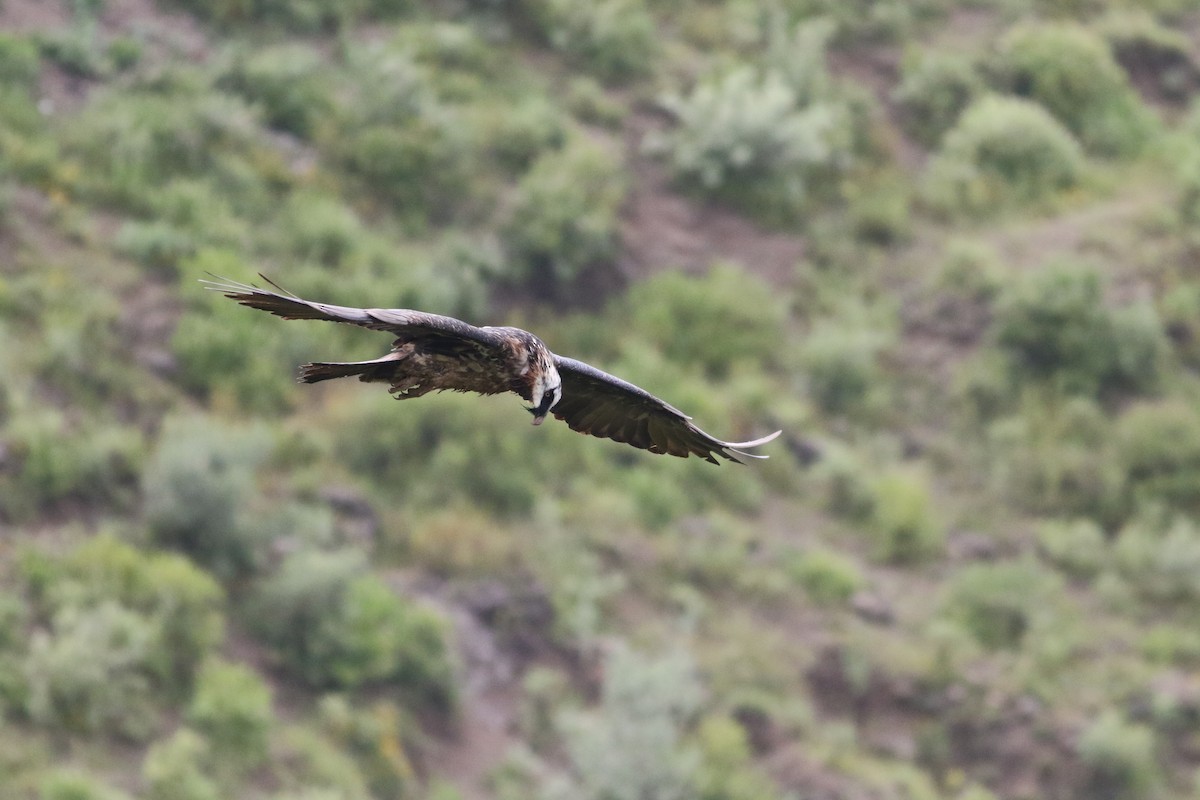 Bearded Vulture (African) - ML181500231