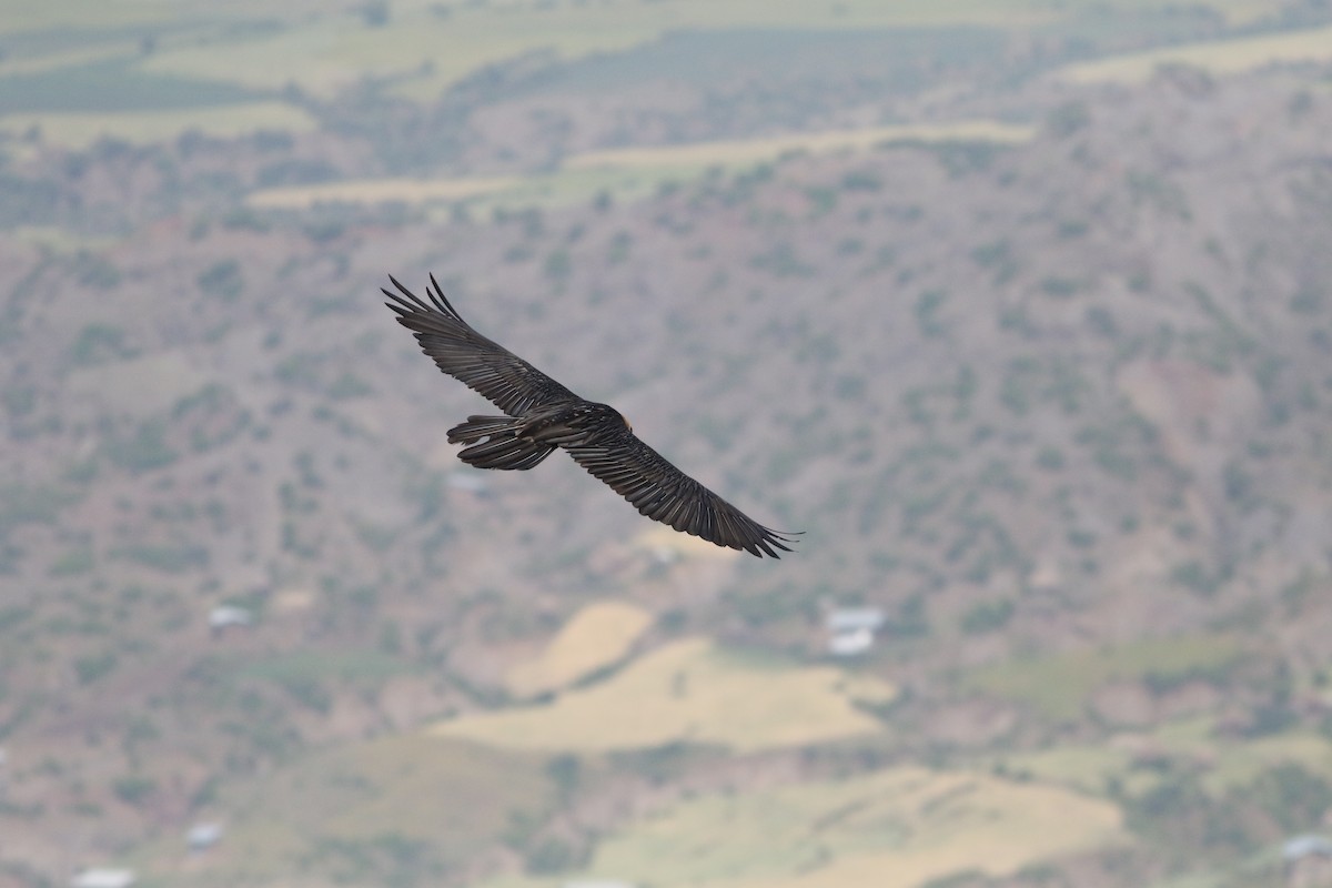 Bearded Vulture (African) - ML181500671