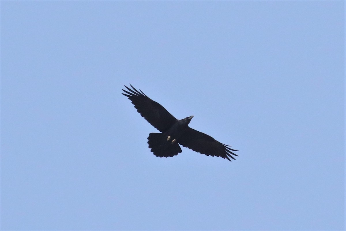 Common Raven - Christian Goenner