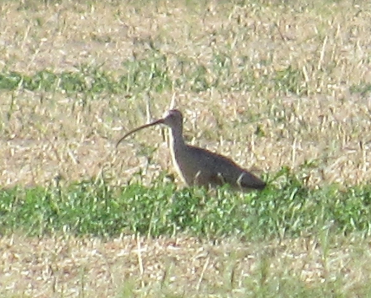 Long-billed Curlew - ML181505071