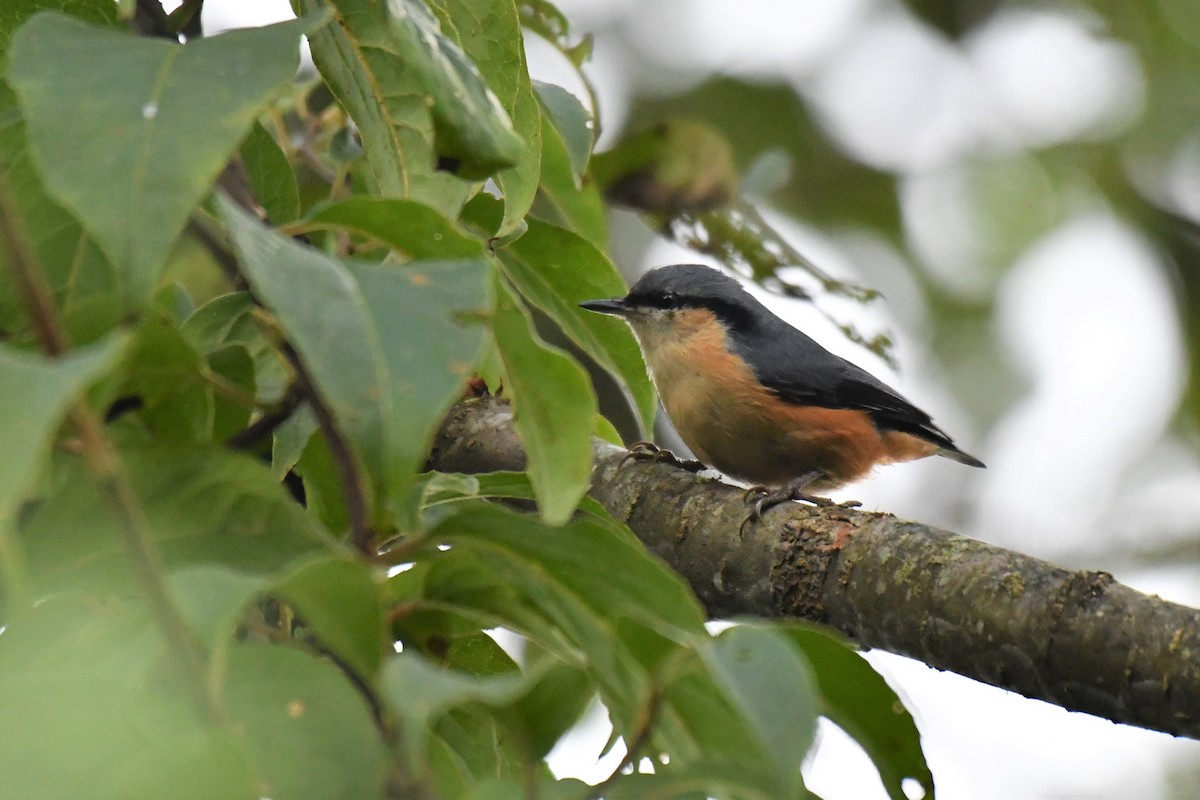 White-tailed Nuthatch - ML181505591