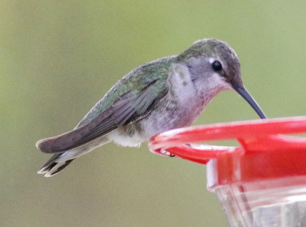 Black-chinned Hummingbird - Scott Ray