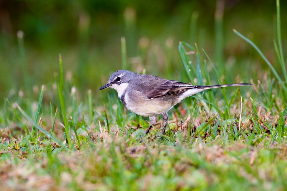 Cape Wagtail - ML181505991
