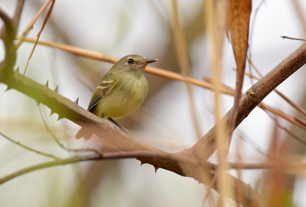 Smoky-fronted Tody-Flycatcher - ML181511001