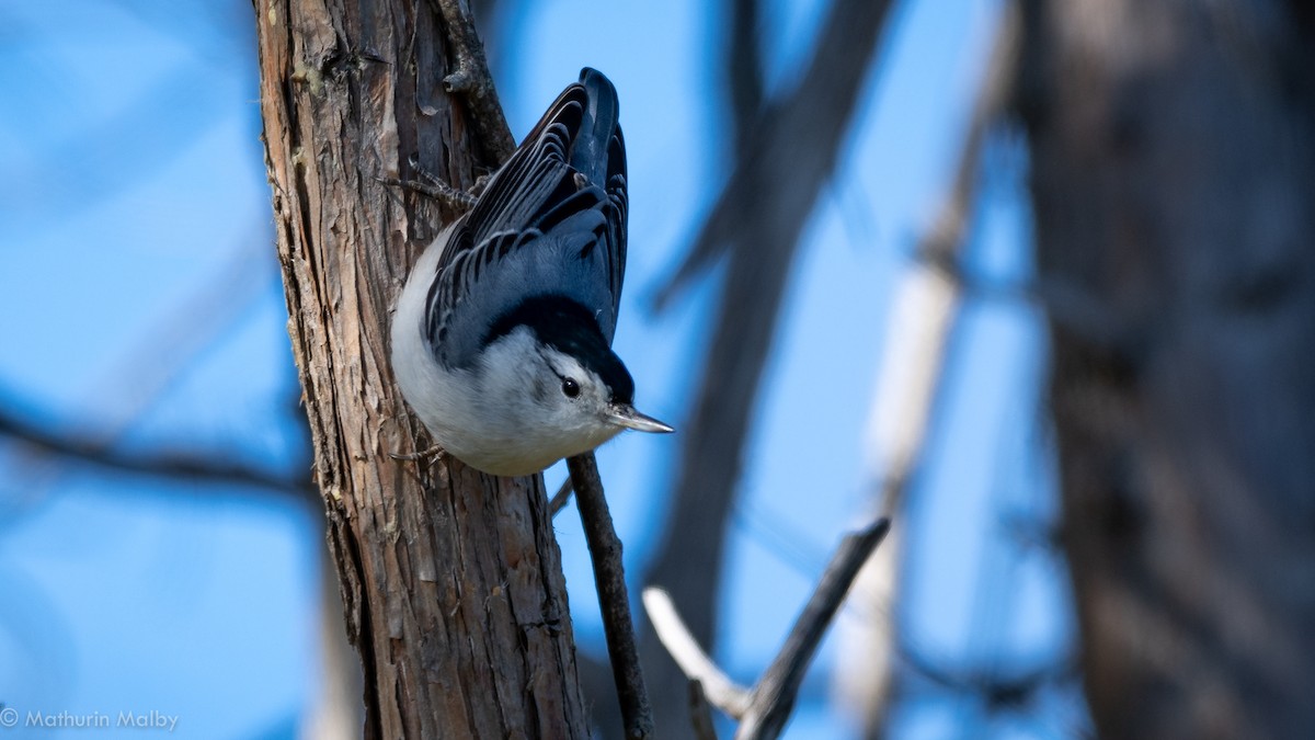White-breasted Nuthatch - Mathurin Malby