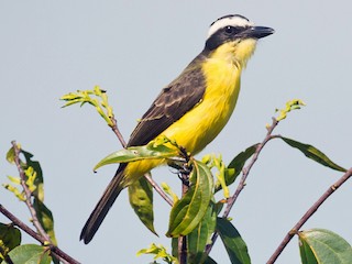  - Yellow-throated Flycatcher