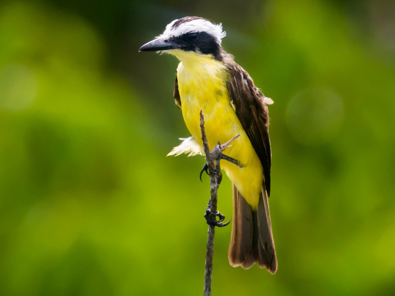 Yellow-throated Flycatcher - Claudia Brasileiro
