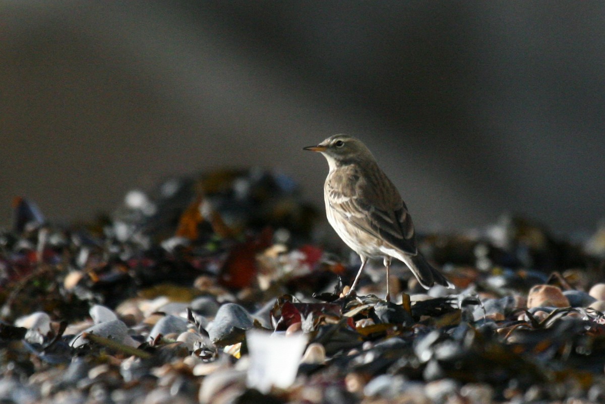 Water Pipit - ML181517491