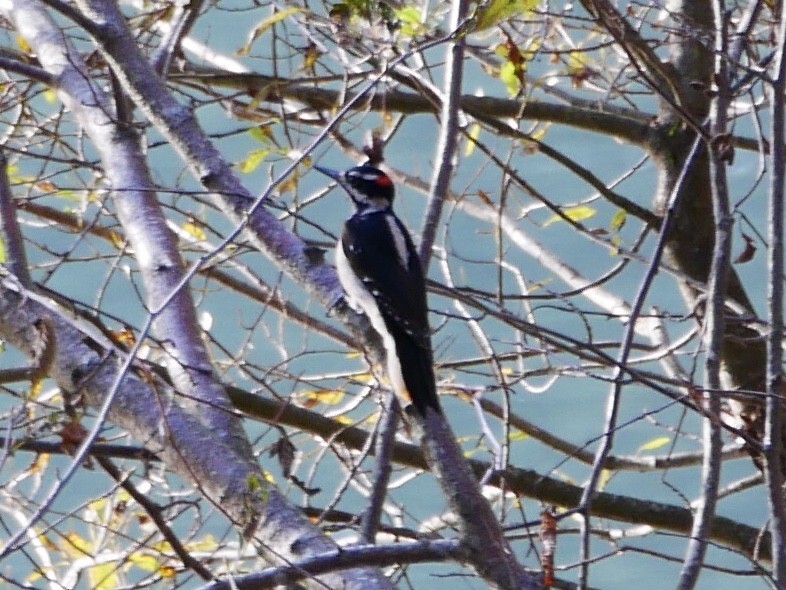 Hairy Woodpecker - ML181518631