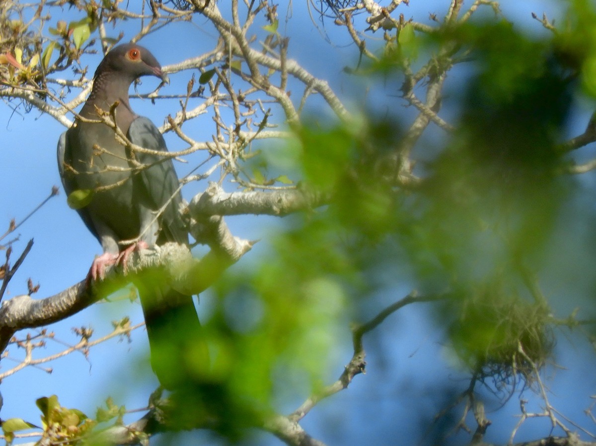 holub šedobřichý - ML181518821