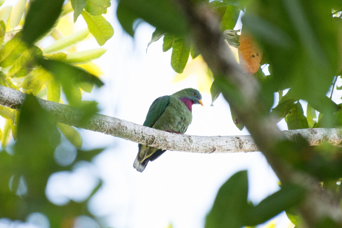 Claret-breasted Fruit-Dove - ML181520711