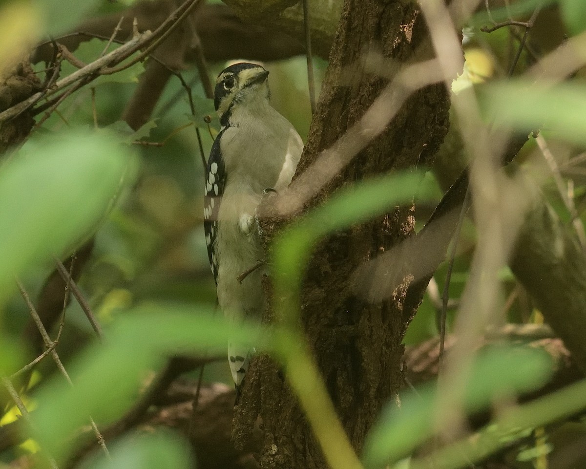 Downy Woodpecker - Mallika Rajasekaran