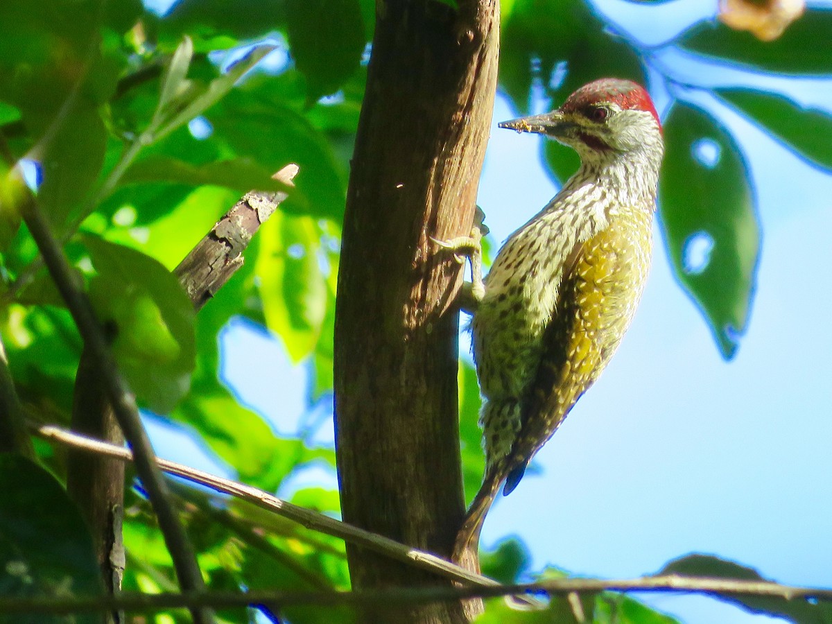 Golden-tailed Woodpecker (Golden-tailed) - Jan Hansen