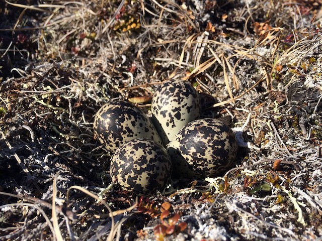 American Golden-Plover nest with four eggs. - American Golden-Plover - 