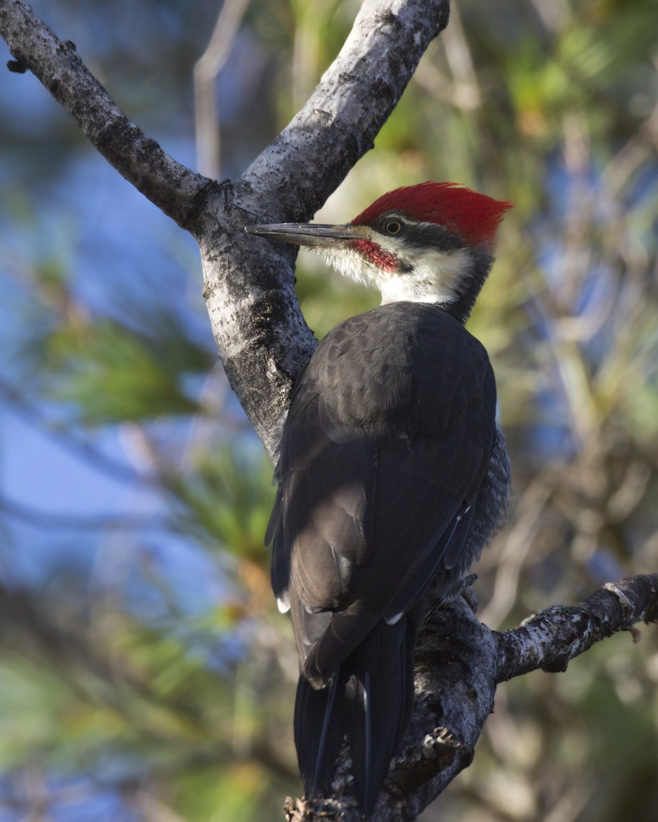 Pileated Woodpecker - pierre martin