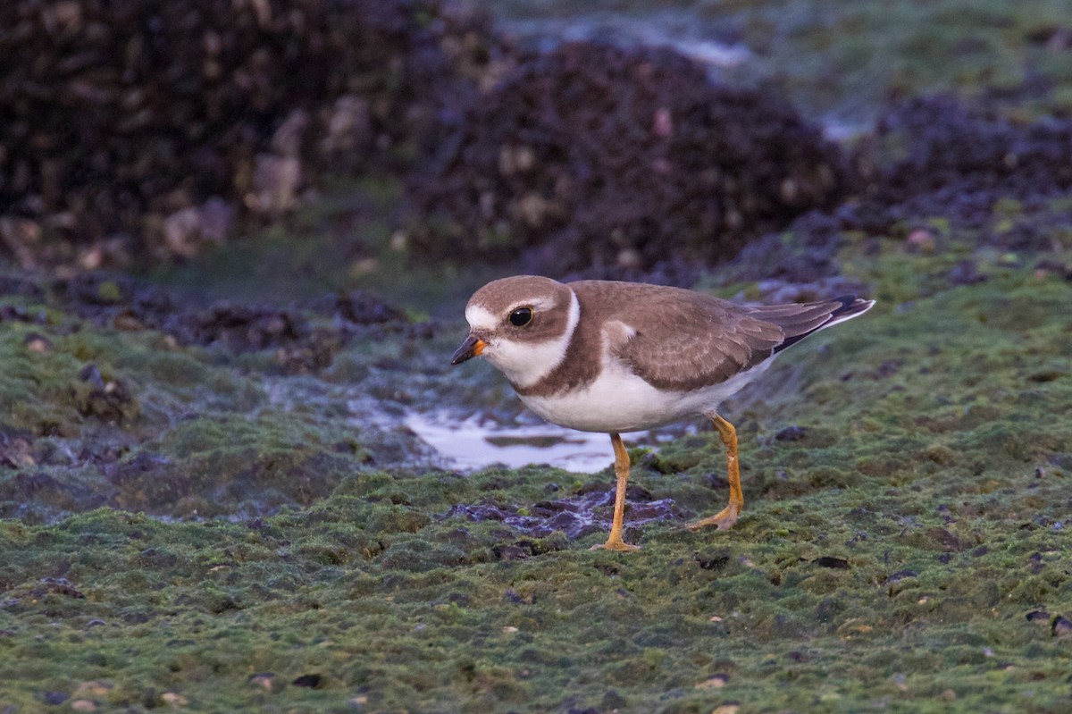 Semipalmated Plover - ML181533331