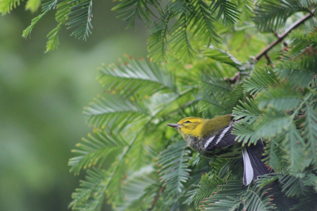 Black-throated Green Warbler - ML181534011