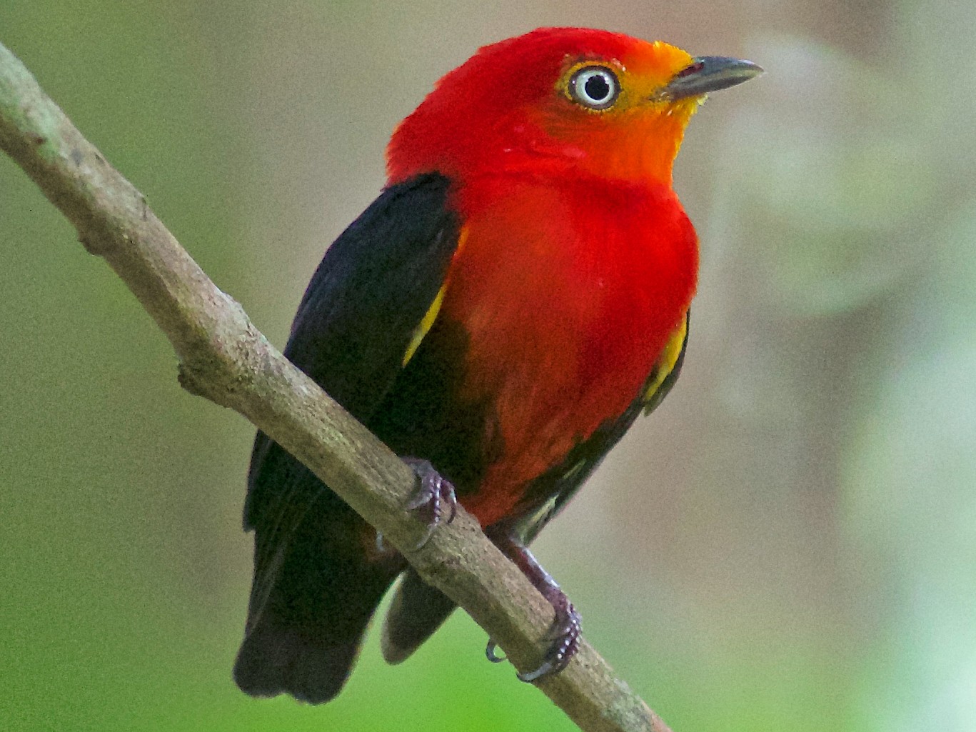 Crimson-hooded Manakin - Luiz Matos