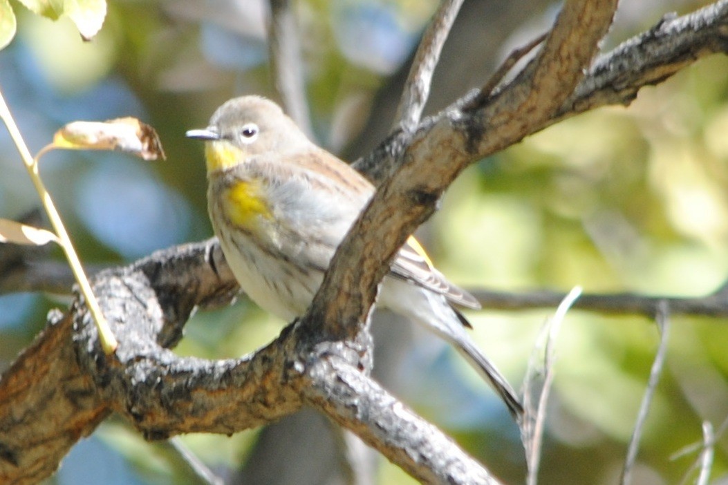 Yellow-rumped Warbler (Audubon's) - Joshua  Smith