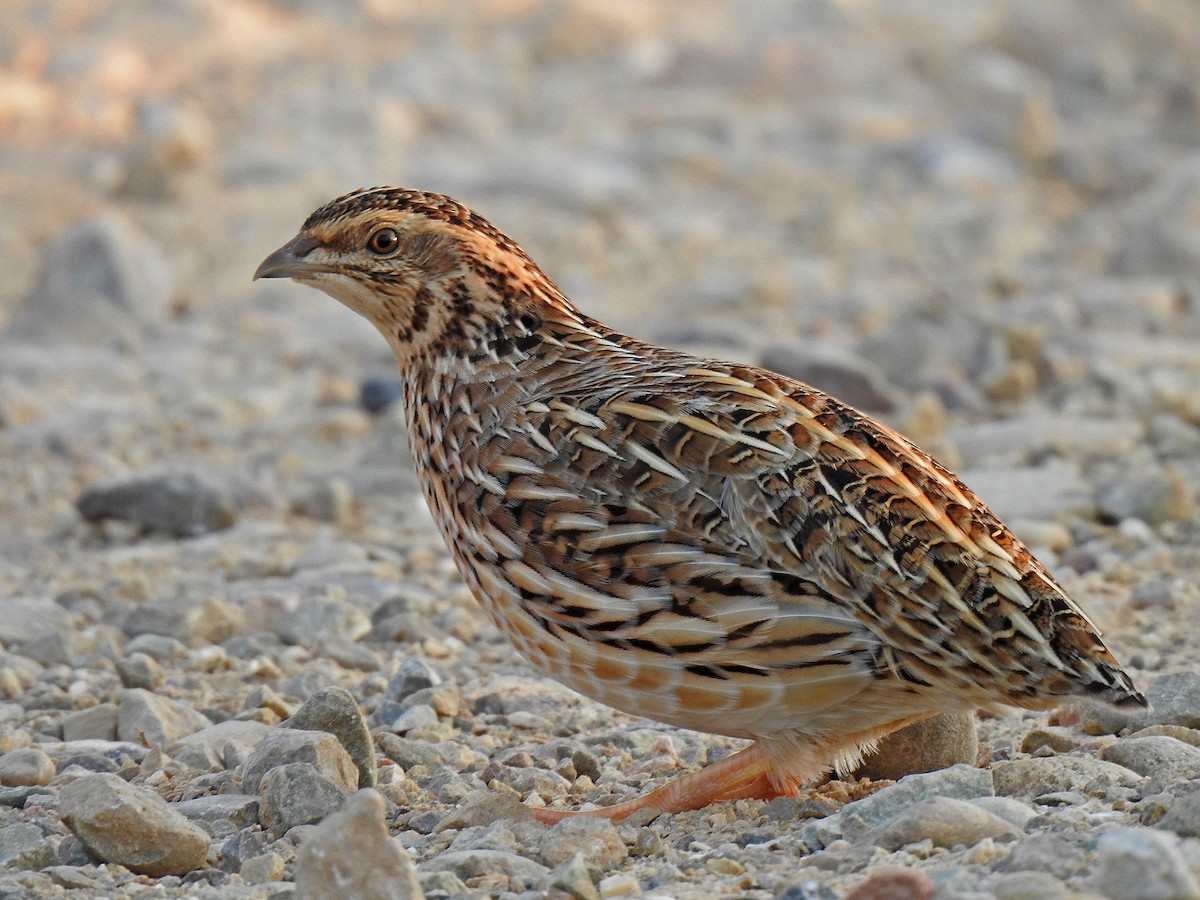 Common Quail - Javier Robres