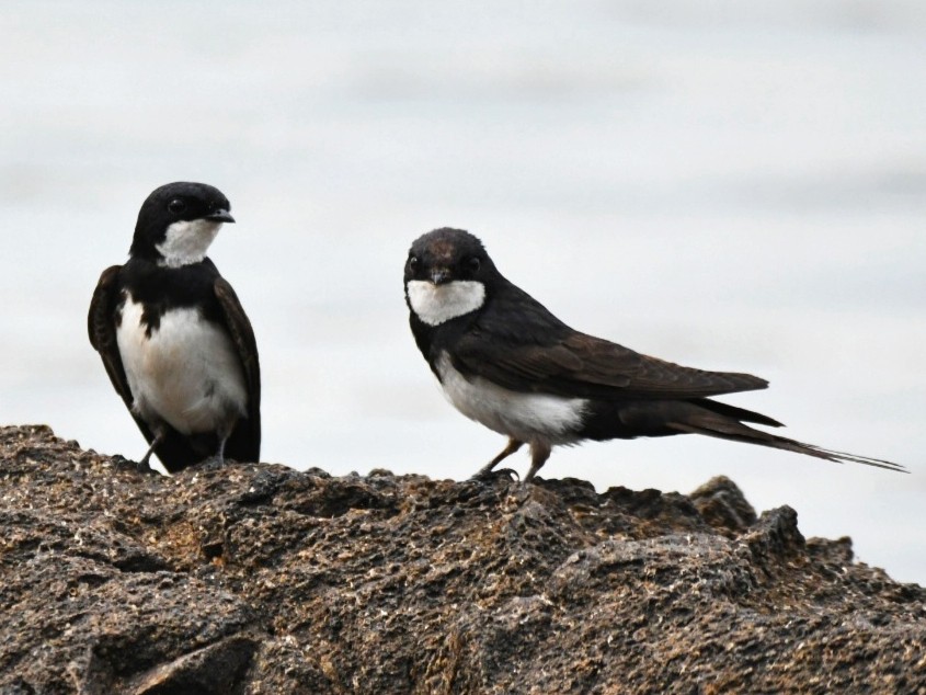 Black-collared Swallow - Nereston Camargo