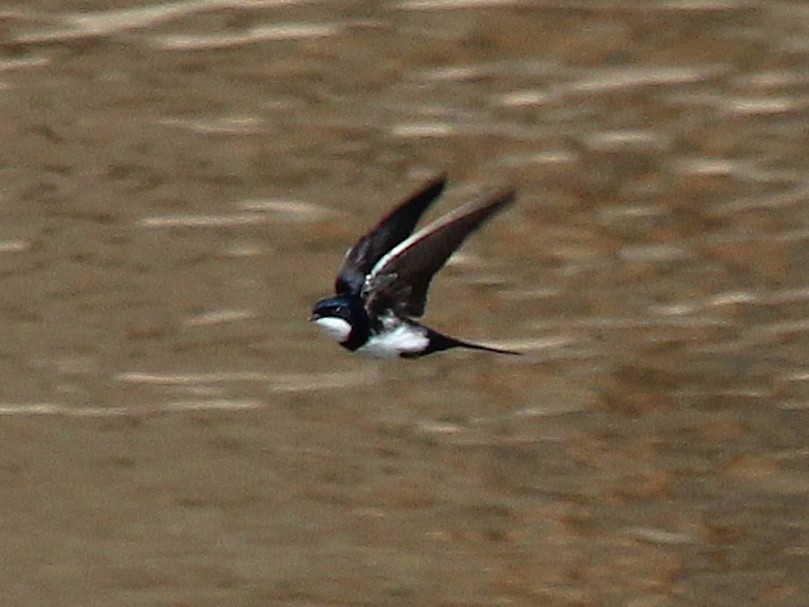 Black-collared Swallow - Alexander Lees