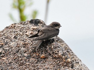 幼鳥 - Nereston Camargo - ML181537751